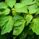 Patchouli Organic